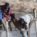 Melilla: Vaut mieux être un animal que d&rsquo;être noir dans ce continent, Information Afrique Kirinapost