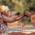Faire advenir les produits forestiers non-ligneux méprisés par l&rsquo;économie de prédation et l&rsquo;alienation , Information Afrique Kirinapost