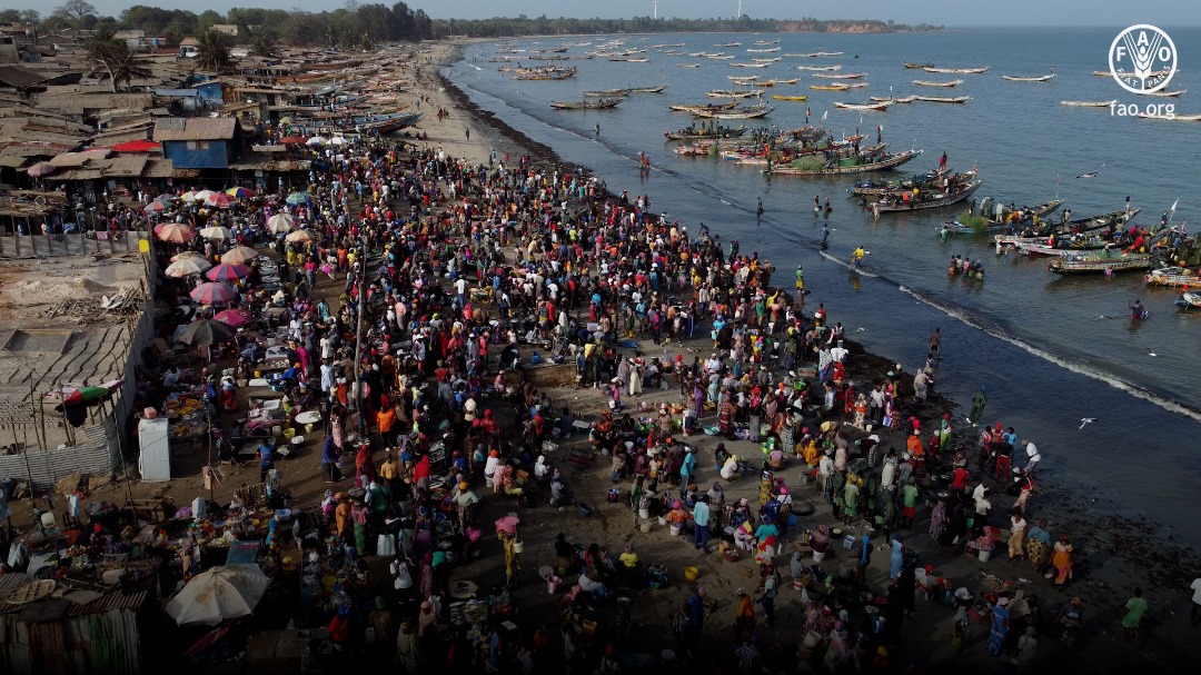 « Sardinelles &#8211; une responsabilité partagée »,sélectionné pour le  Festival International du Film Environnemental de Gabès en Tunisie, Information Afrique Kirinapost