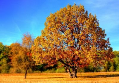 Regarder un arbre, c’est parfois regarder une partie de nous-mêmes, Information Afrique Kirinapost